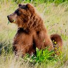 Grizzley am Kluane Lake