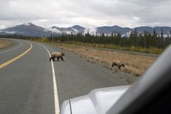 Grizzley auf dem Highway