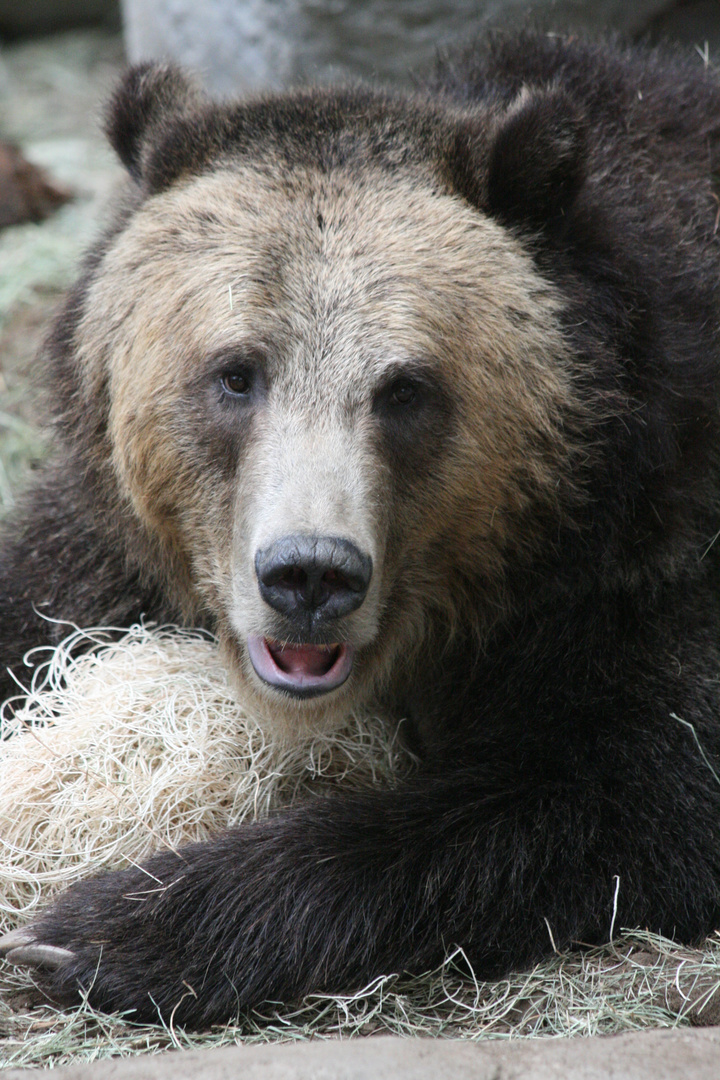 Grizzli San Diego Zoo