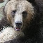 Grizzli San Diego Zoo