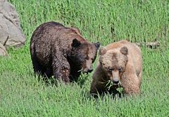 Grizzlies als Vegetarier