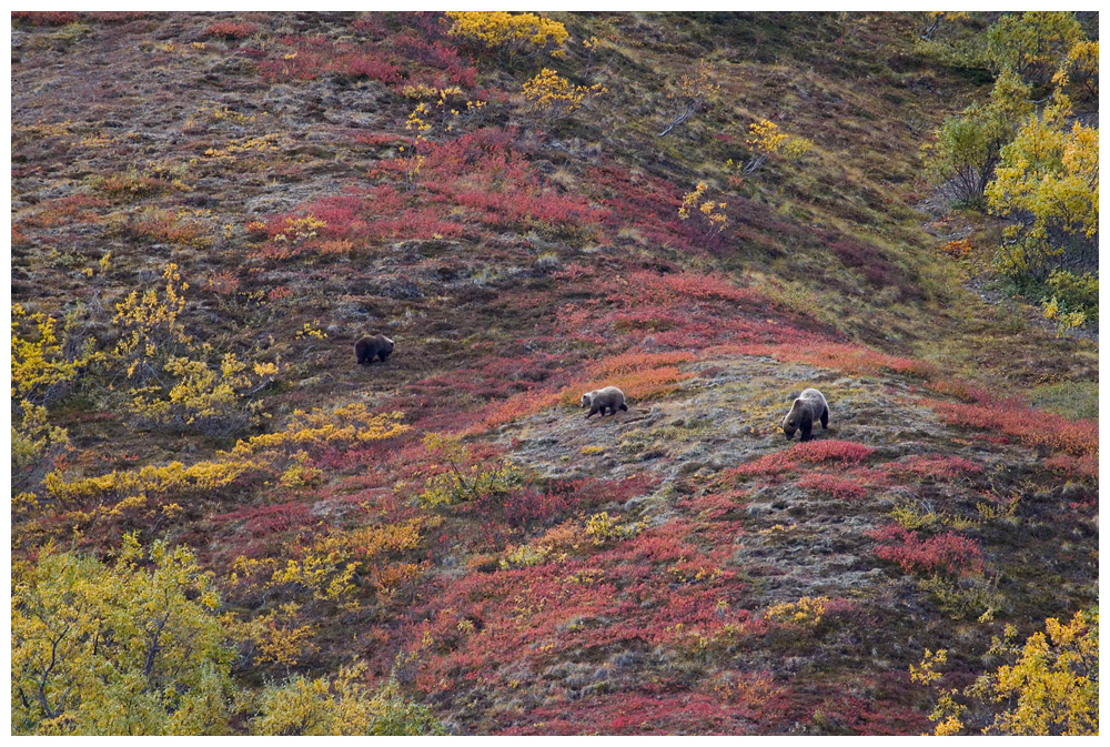 Grizzlies im Denali