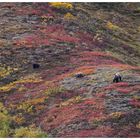 Grizzlies im Denali