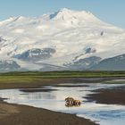 Grizzlies im Katmai