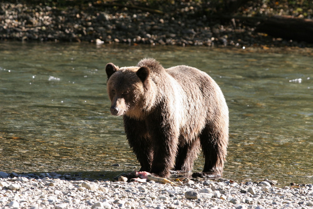 Grizzly 2 Foto & Bild tiere, wildlife, wildlife sonstige tiere