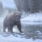 Grizzly