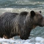 Grizzly 5