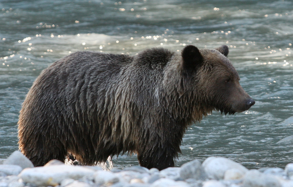 Grizzly 5 Foto & Bild tiere, wildlife, wildlife sonstige tiere