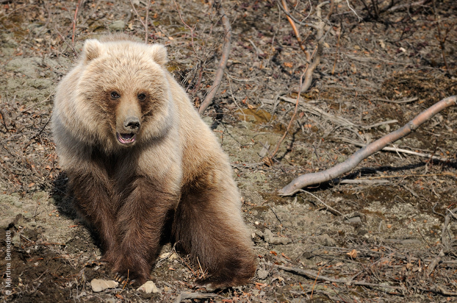 Grizzly, Alaska