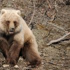 Grizzly, Alaska