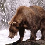 Grizzly Alaska