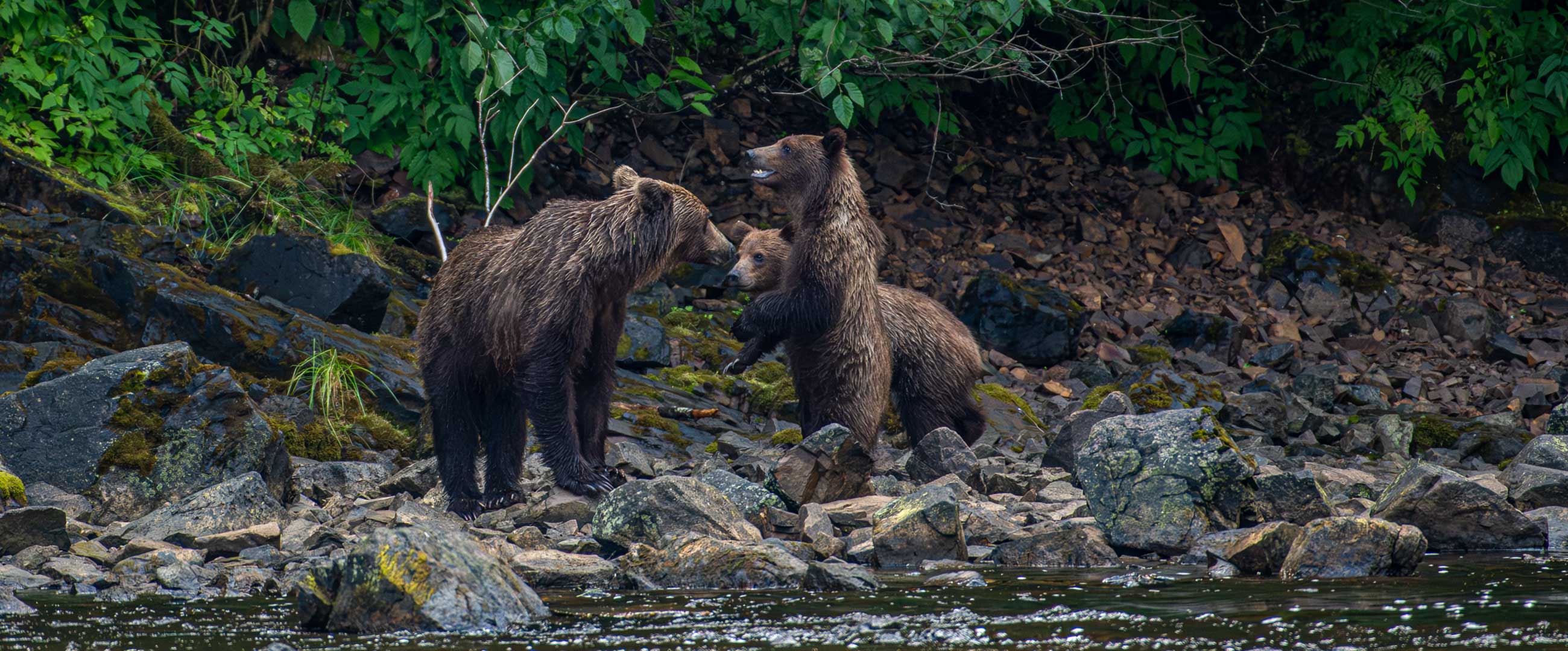 Grizzly Alaska