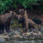 Grizzly Alaska