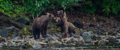 Grizzly Alaska