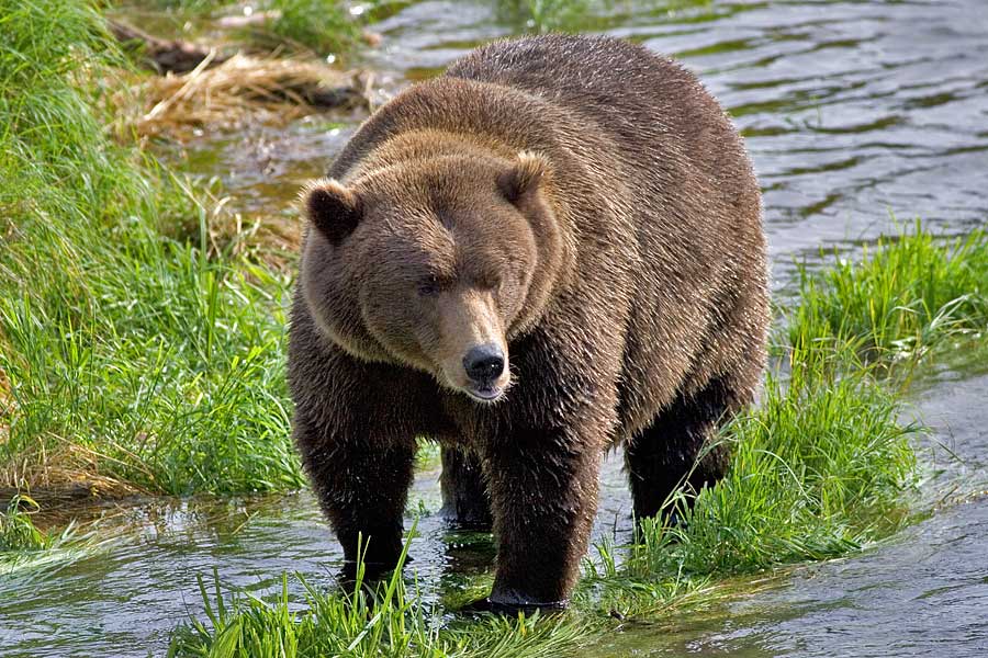 Grizzly am Brooks River