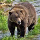 Grizzly am Brooks River