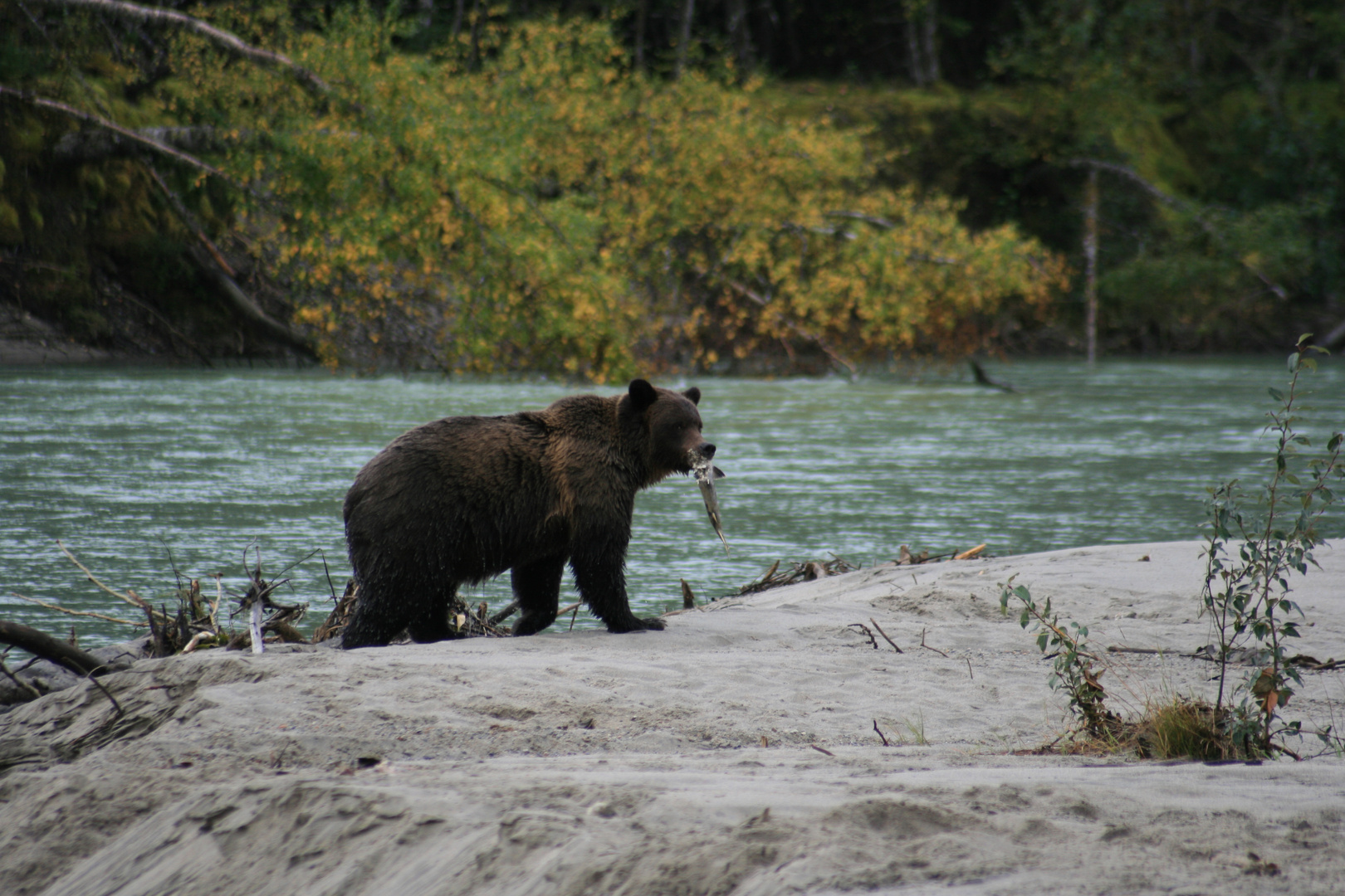 Grizzly am Yukon