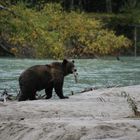Grizzly am Yukon