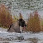 Grizzly an den Brooks Falls Katmai NP