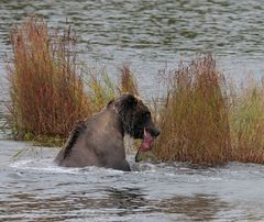 Grizzly an den Brooks Falls Katmai NP