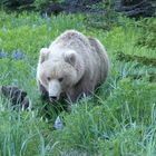 Grizzly and her cub