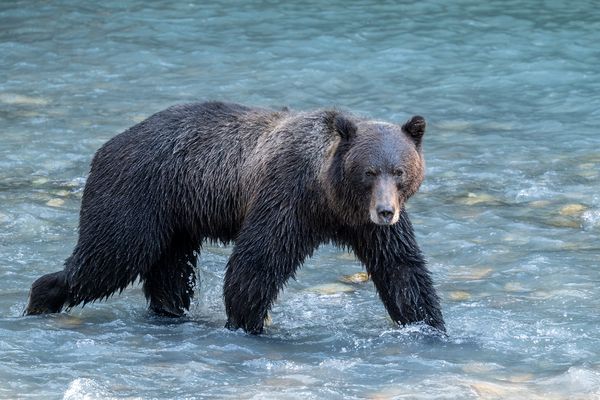 Grizzly auf der Jagd
