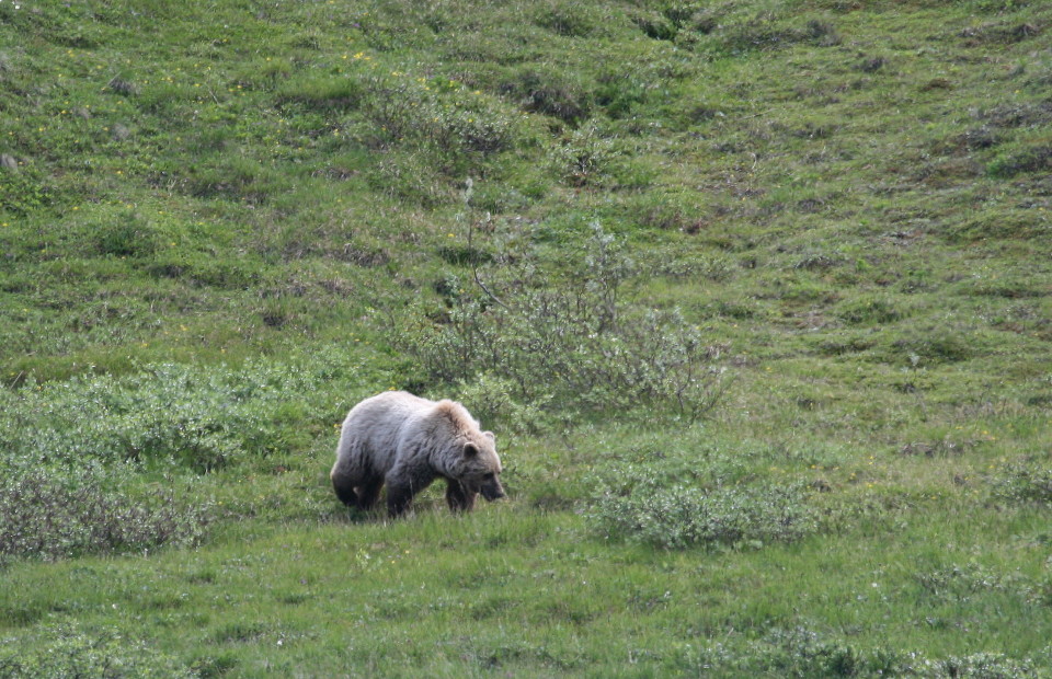 Grizzly auf Futtersuche