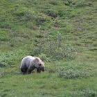 Grizzly auf Futtersuche