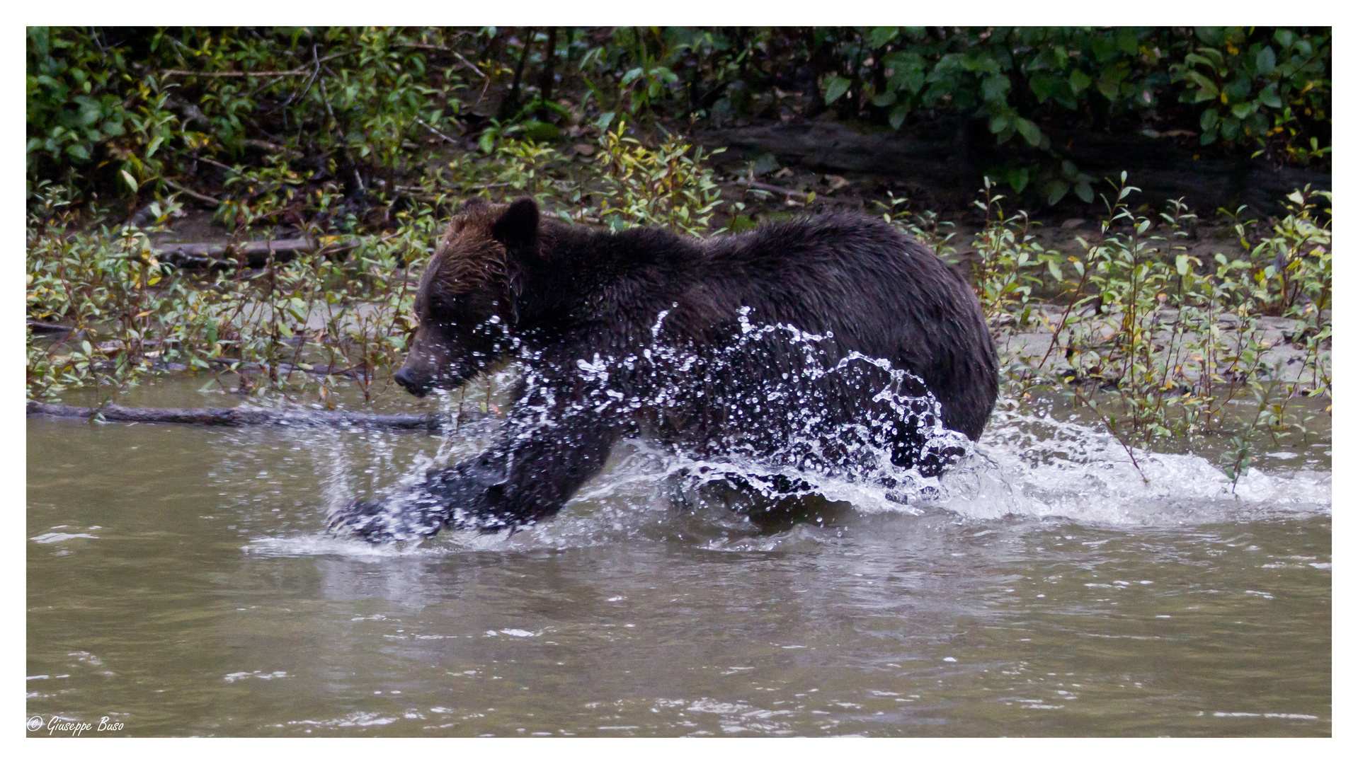 Grizzly auf Lachsjagd