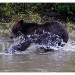 Grizzly auf Lachsjagd