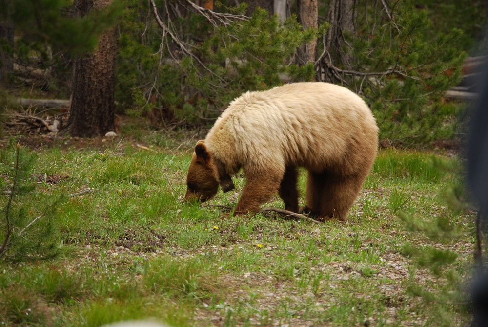 Grizzly aus der Nähe