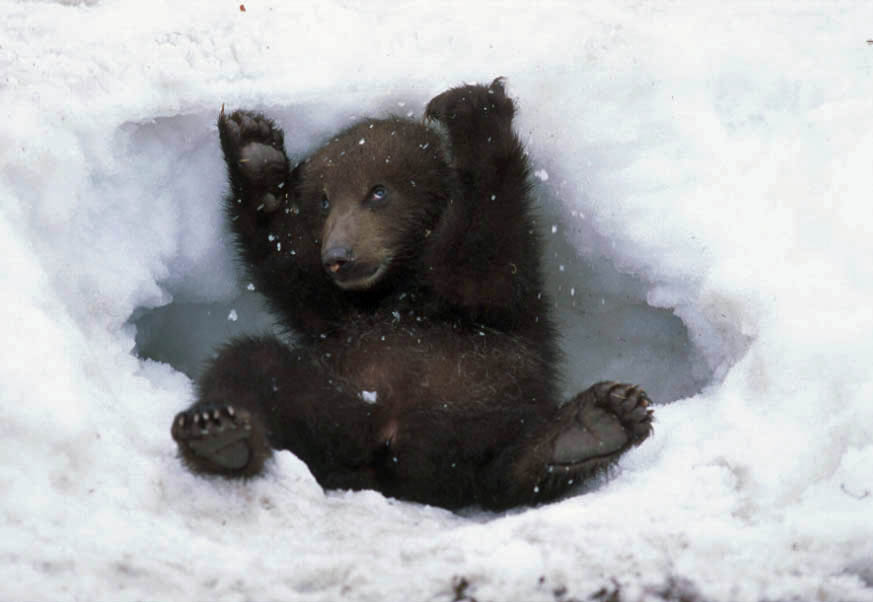 Grizzly Baby im Schnee