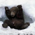 Grizzly Baby im Schnee