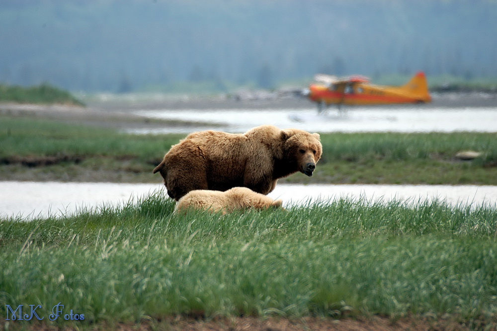 Grizzly-Bär