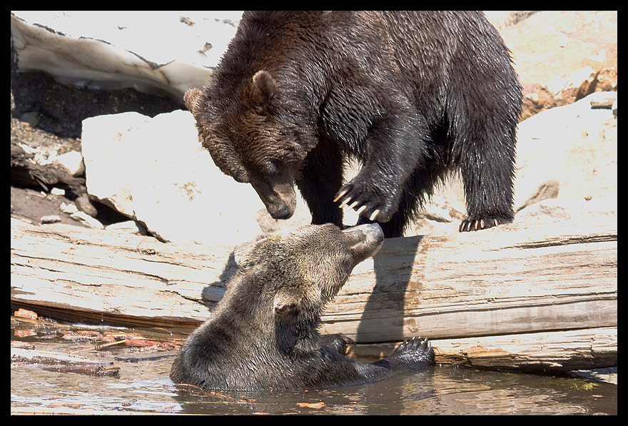 Grizzly-Bären beim Spielen