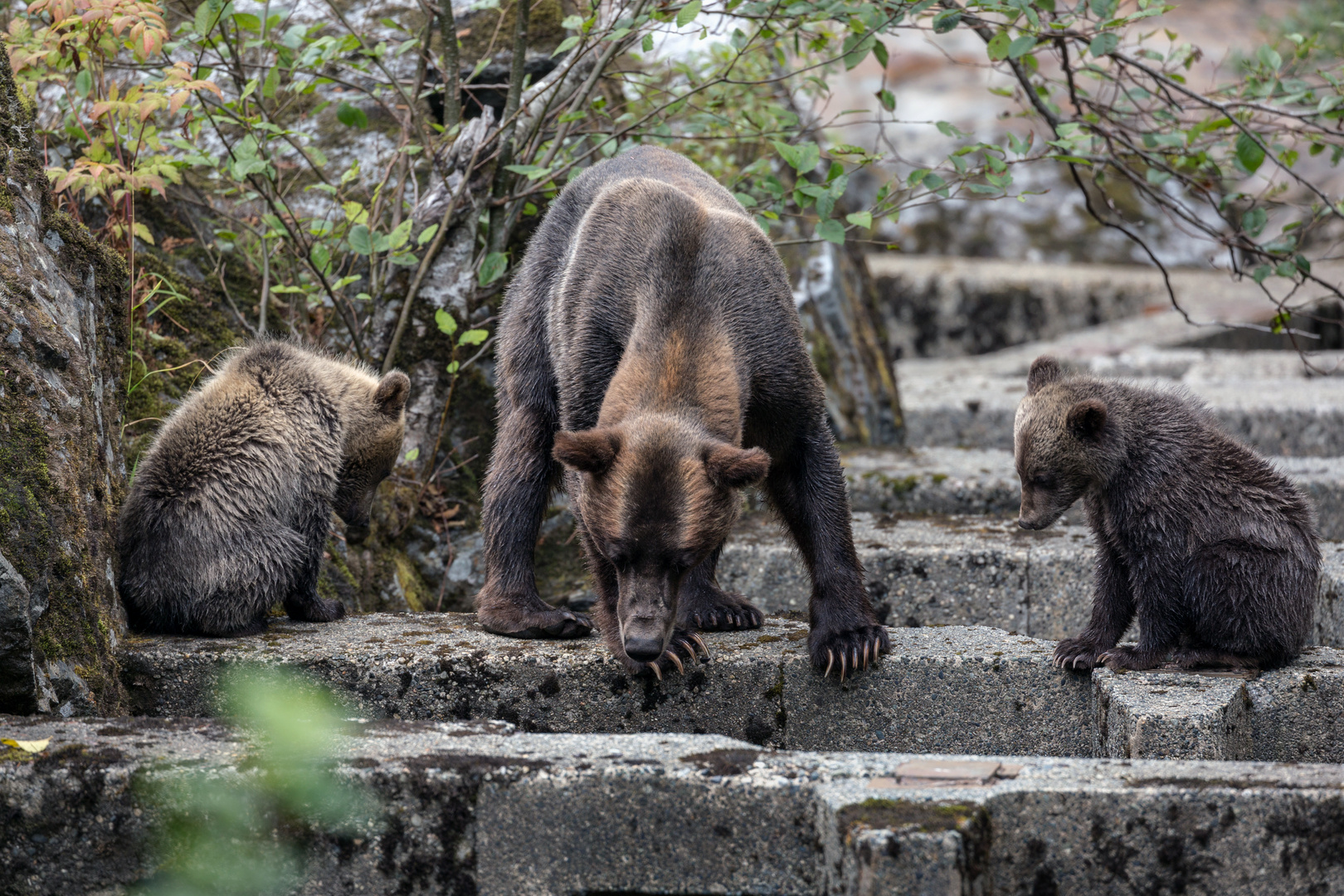 Grizzly-Bärin mit 2 Jungtieren