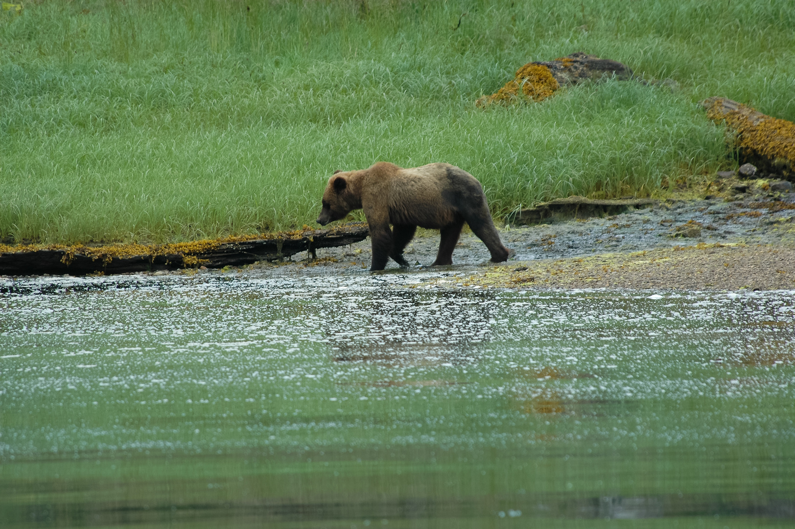 Grizzly Bear