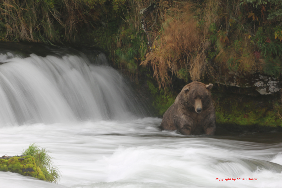 Grizzly Bear - Alaska