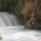 Grizzly Bear - Alaska