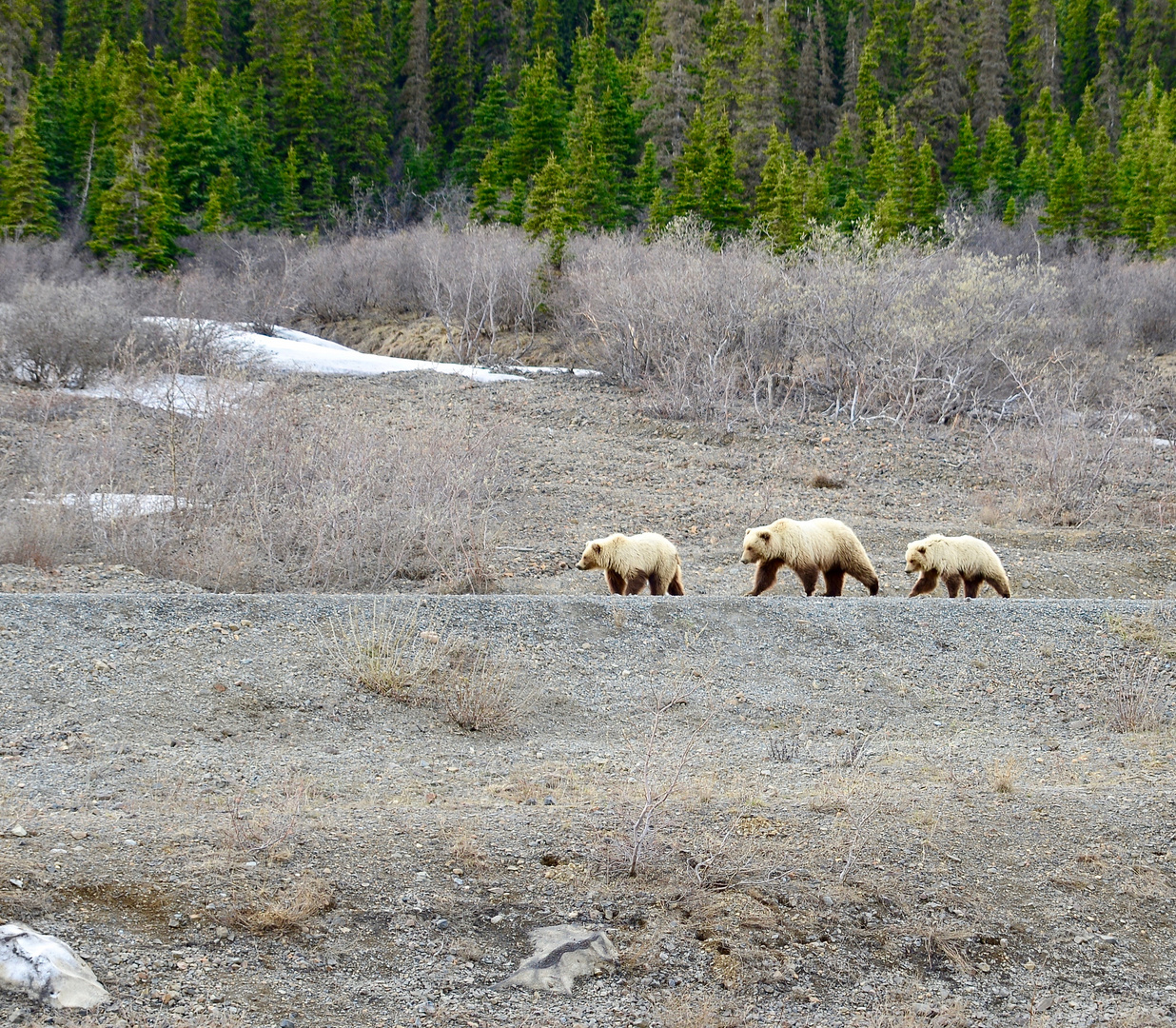 Grizzly Bear Family