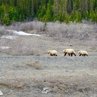 Grizzly Bear Family