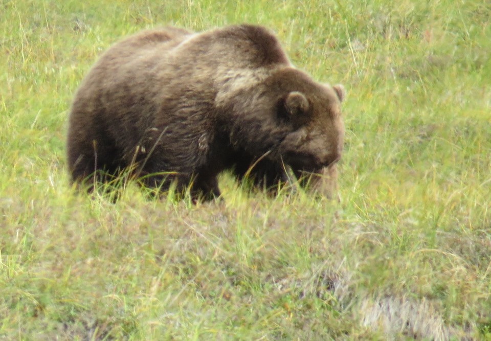 Grizzly bear Fenali