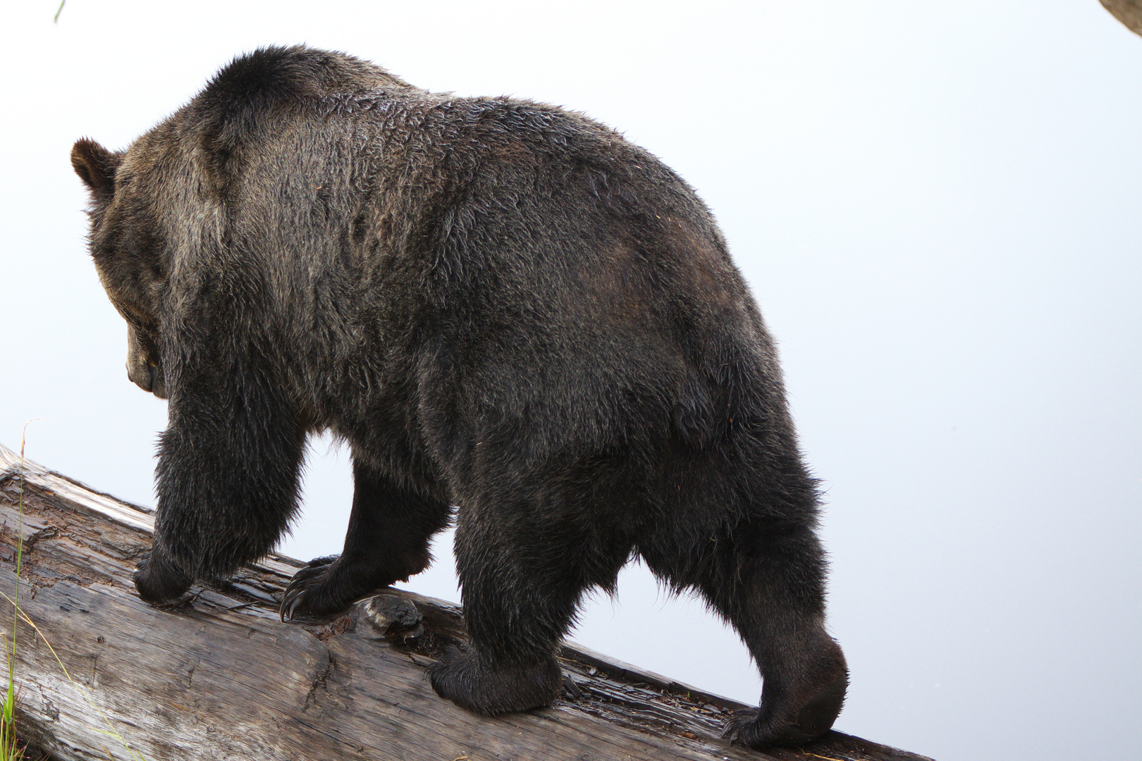 Grizzly Bear - in der Nähe von Vancouver 01