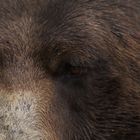 Grizzly Bear - in der Nähe von Vancouver 02
