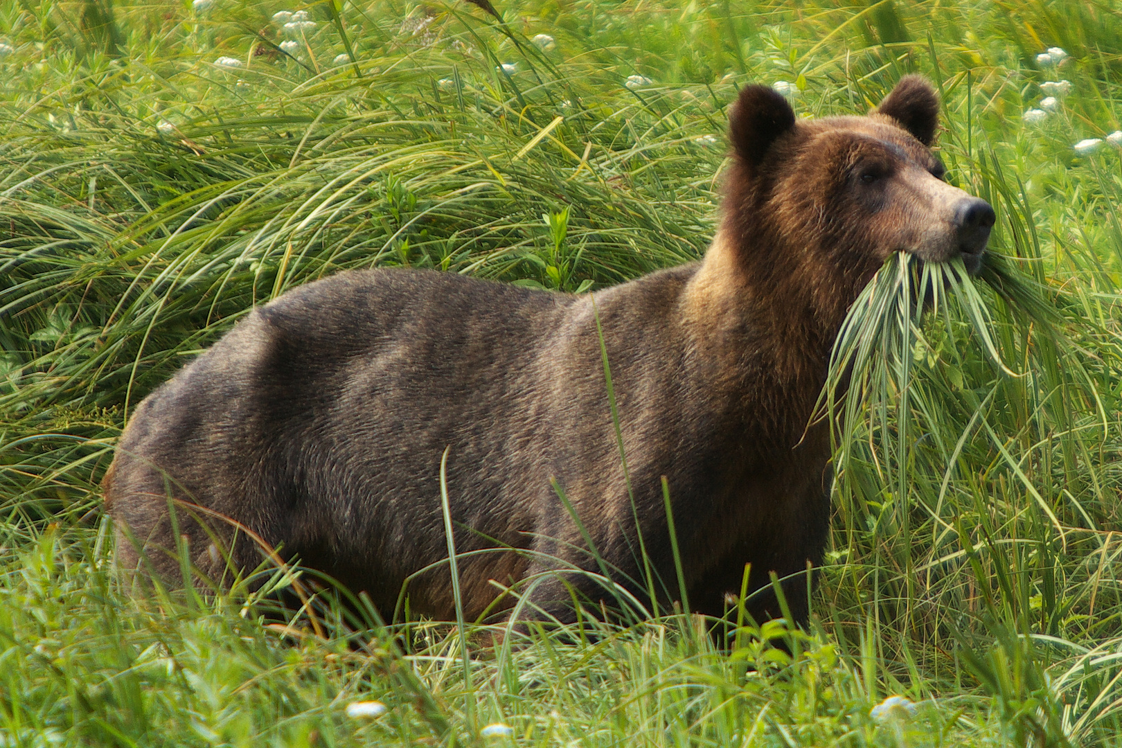 Grizzly Bear - Telegraph Cove 02