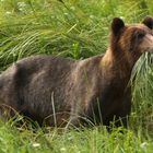 Grizzly Bear - Telegraph Cove 02