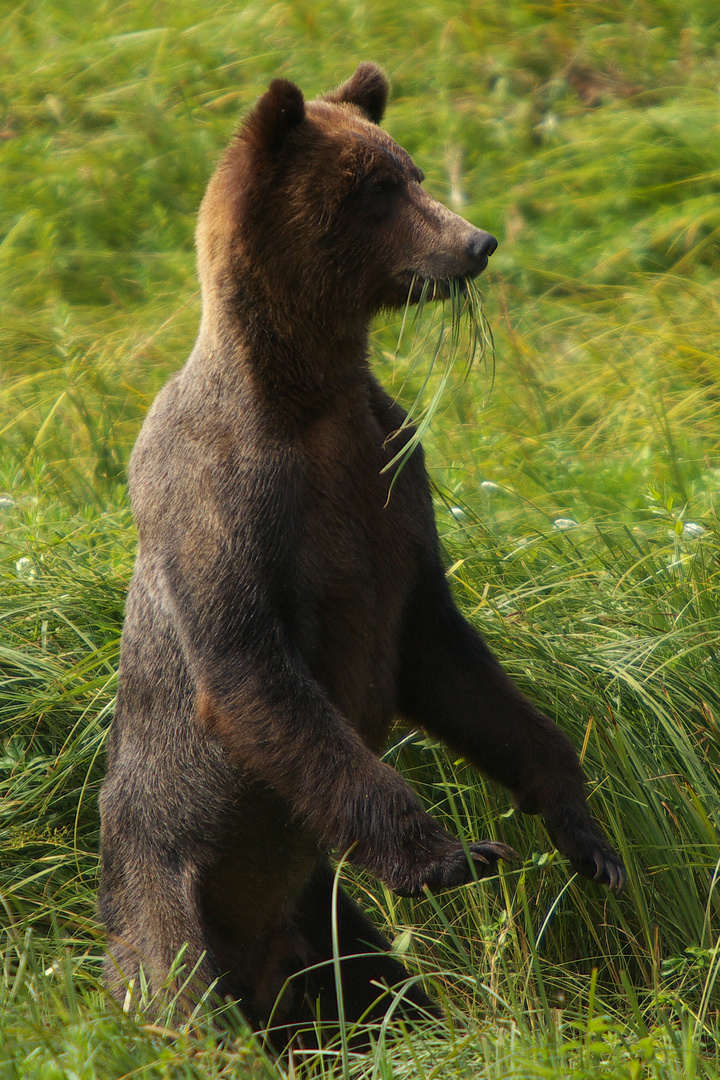 Grizzly Bear - Telegraph Cove 03