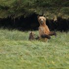 Grizzly Bear - Telegraph Cove 04