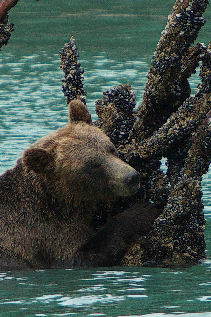 Grizzly Bear - Telegraph Cove 05