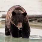 Grizzly bear (Ursus arctos horribilis)